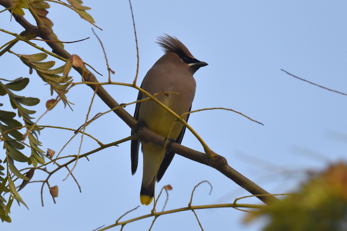 Cedar Waxwing - ML646201415