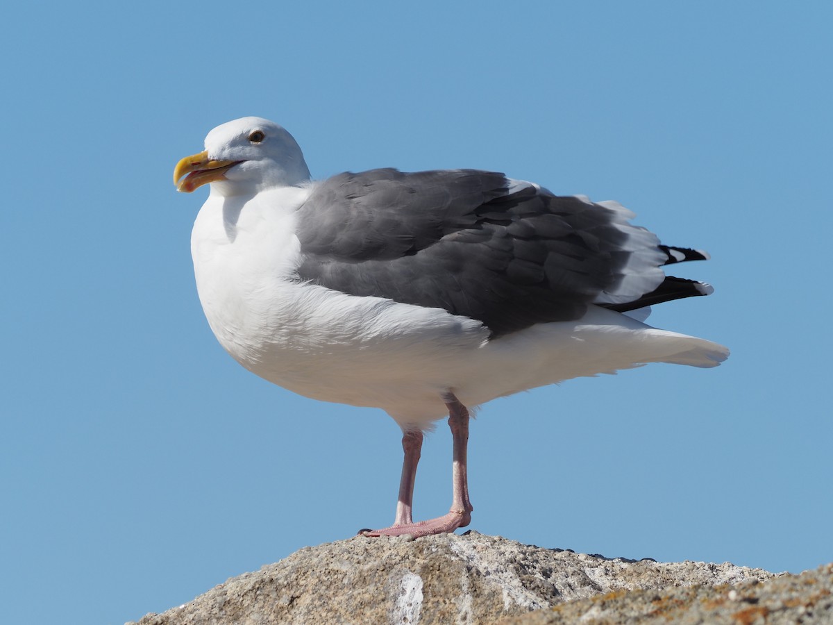 Western Gull - ML646201417