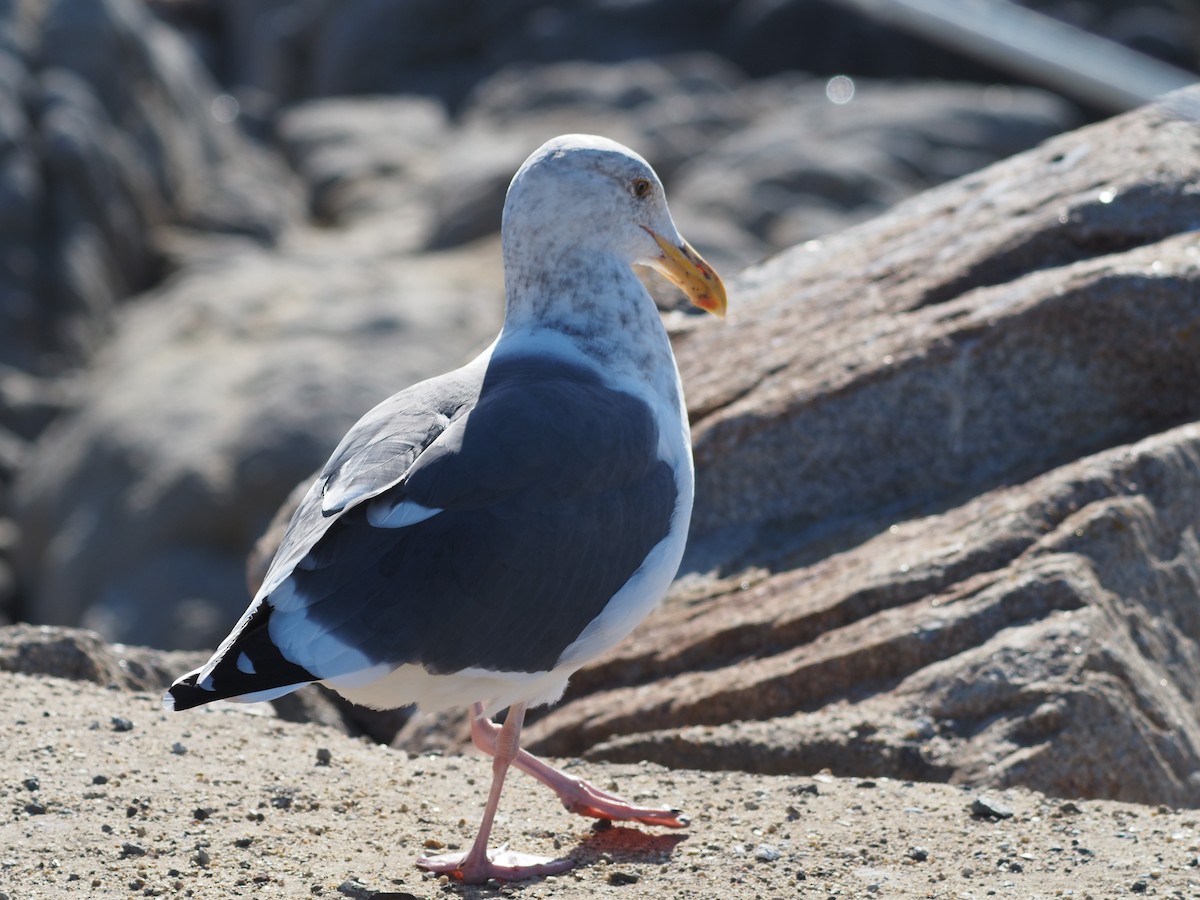 Western Gull - ML646201418