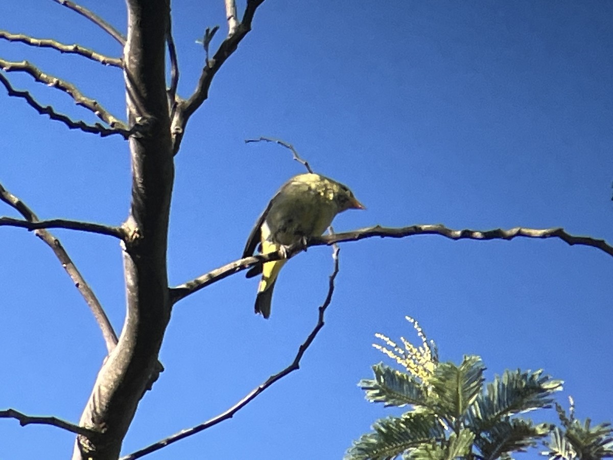 Western Tanager - ML646201434