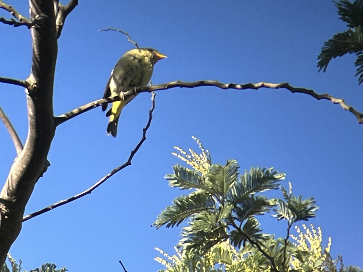 Western Tanager - ML646201435
