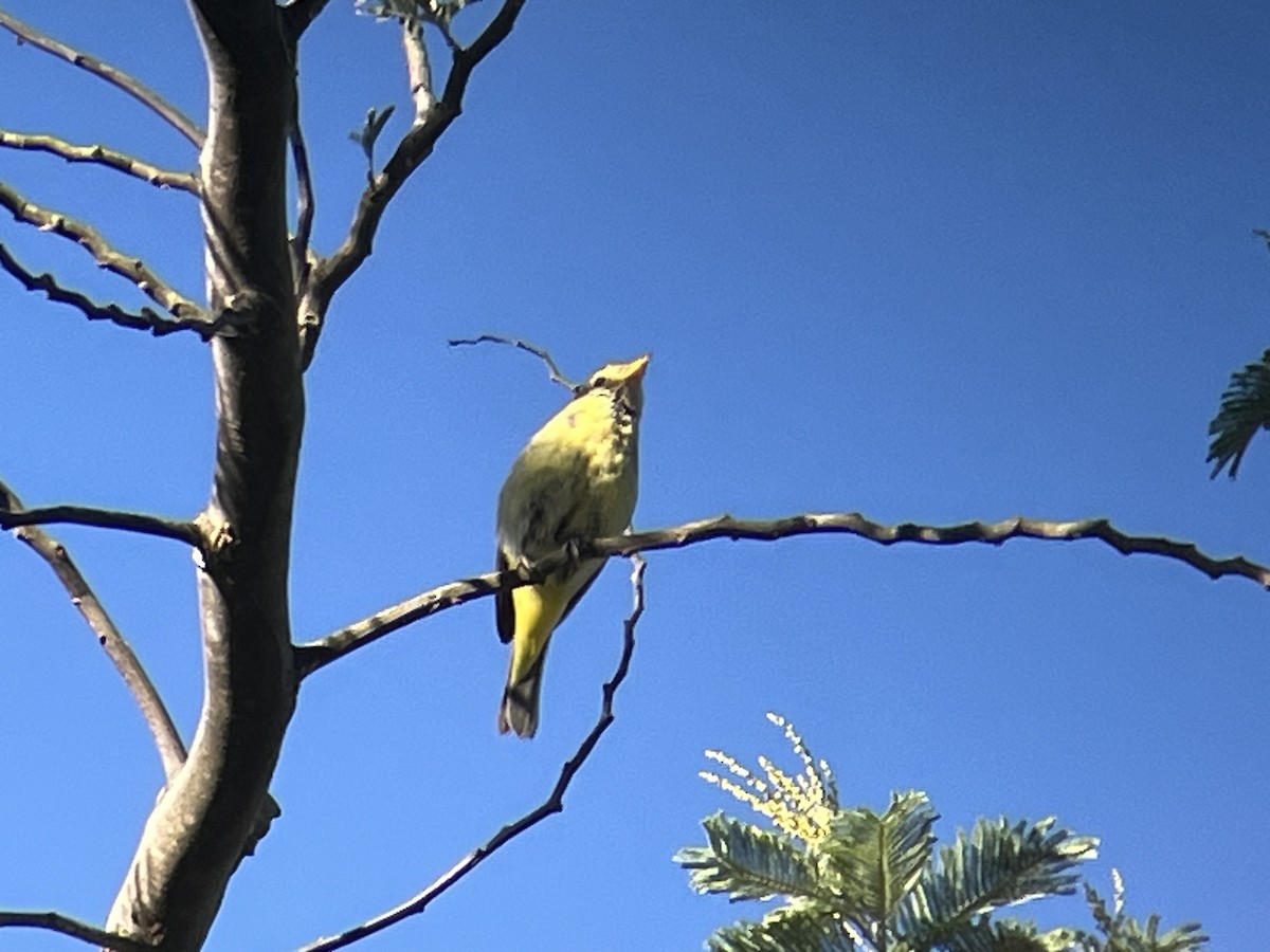 Western Tanager - ML646201436