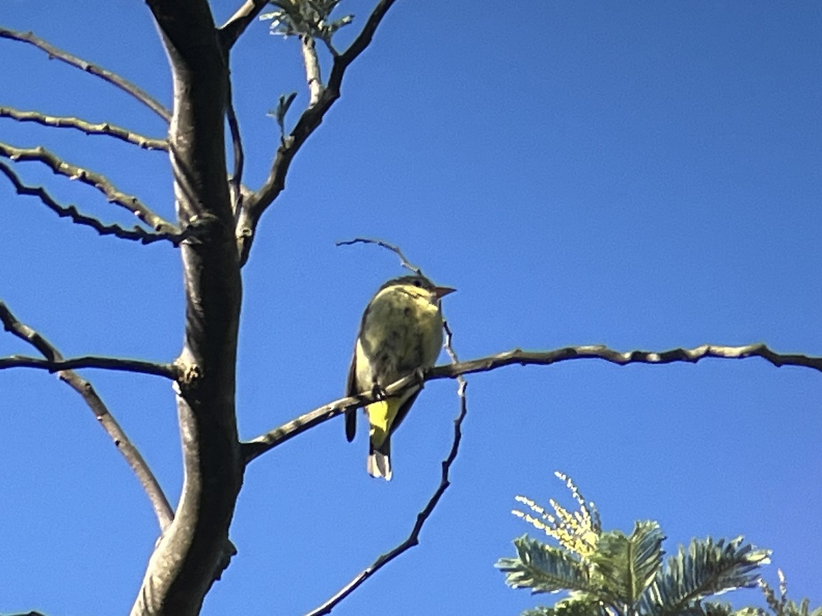 Western Tanager - ML646201438