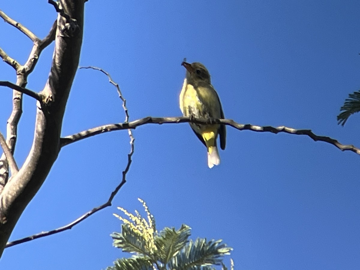 Western Tanager - ML646201439