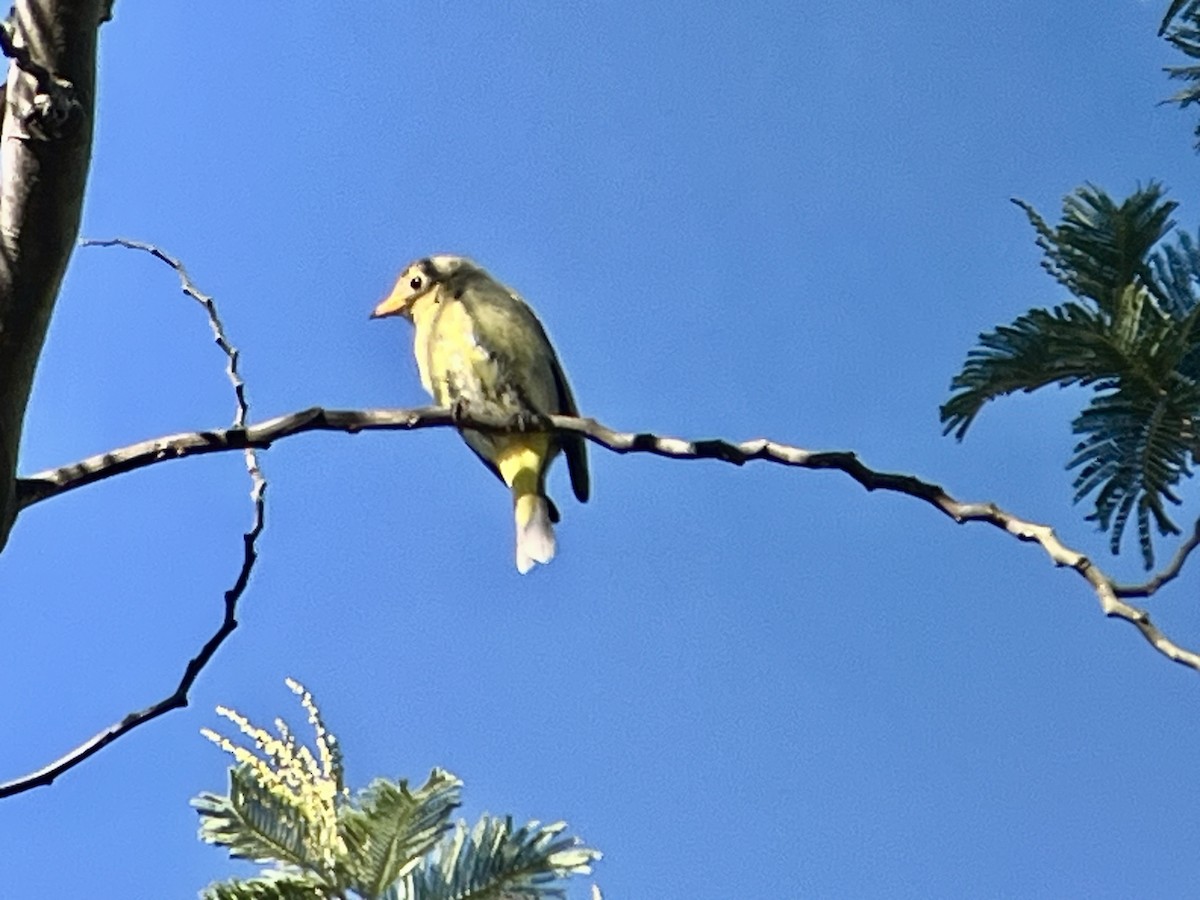 Western Tanager - ML646201440