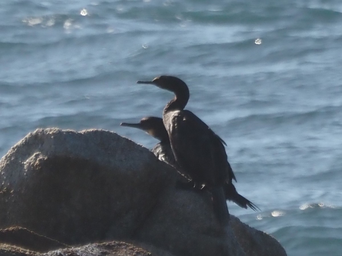 Pelagic Cormorant - ML646201444