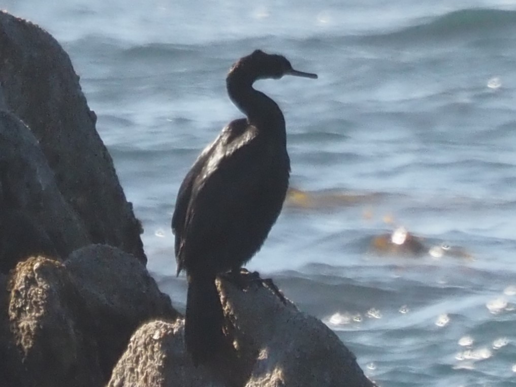 Pelagic Cormorant - ML646201445
