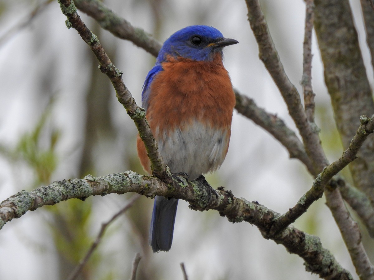 salašník modrý - ML646201446