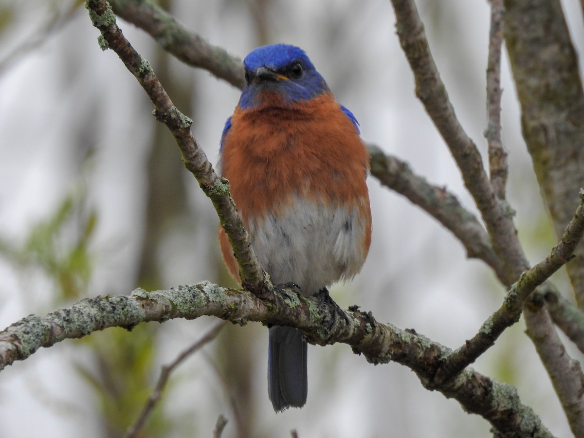 salašník modrý - ML646201450