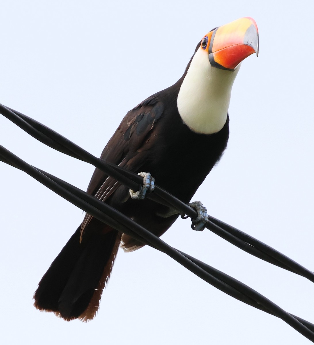 オニオオハシ - ML646201451