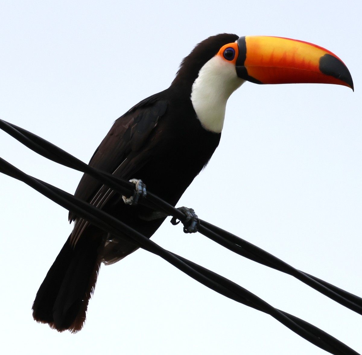 オニオオハシ - ML646201452