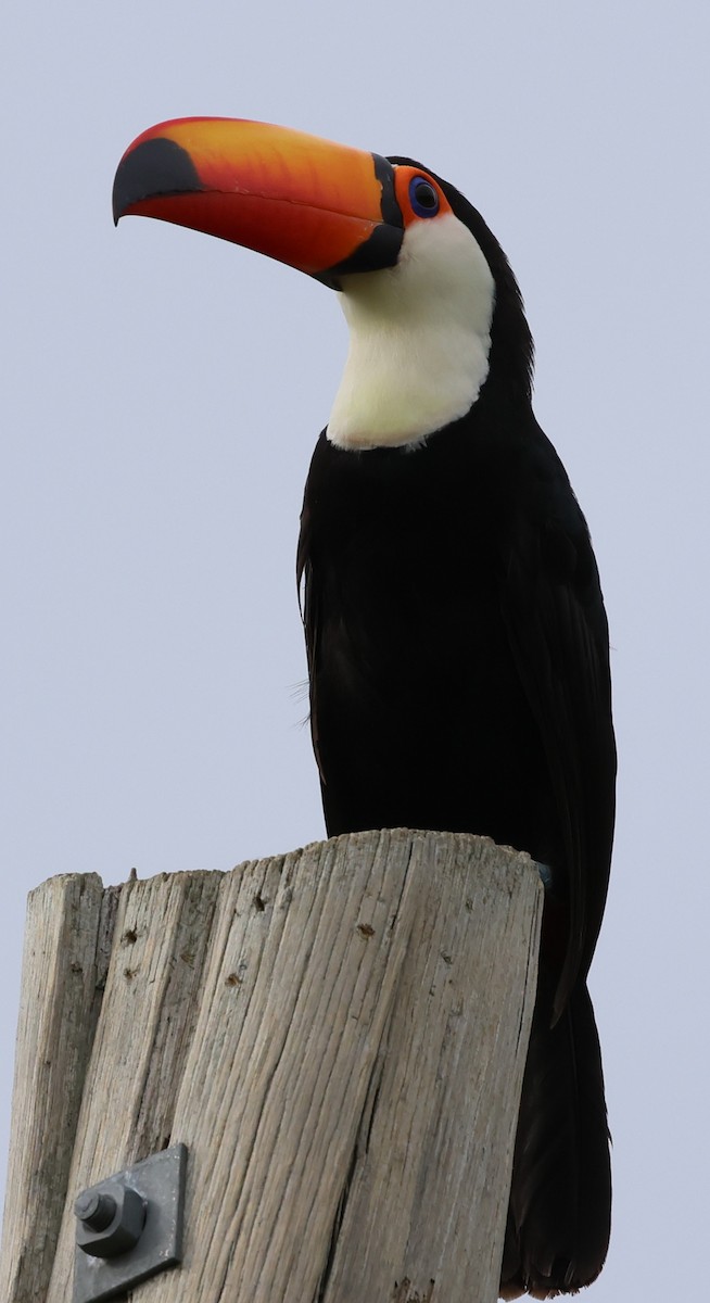 オニオオハシ - ML646201453