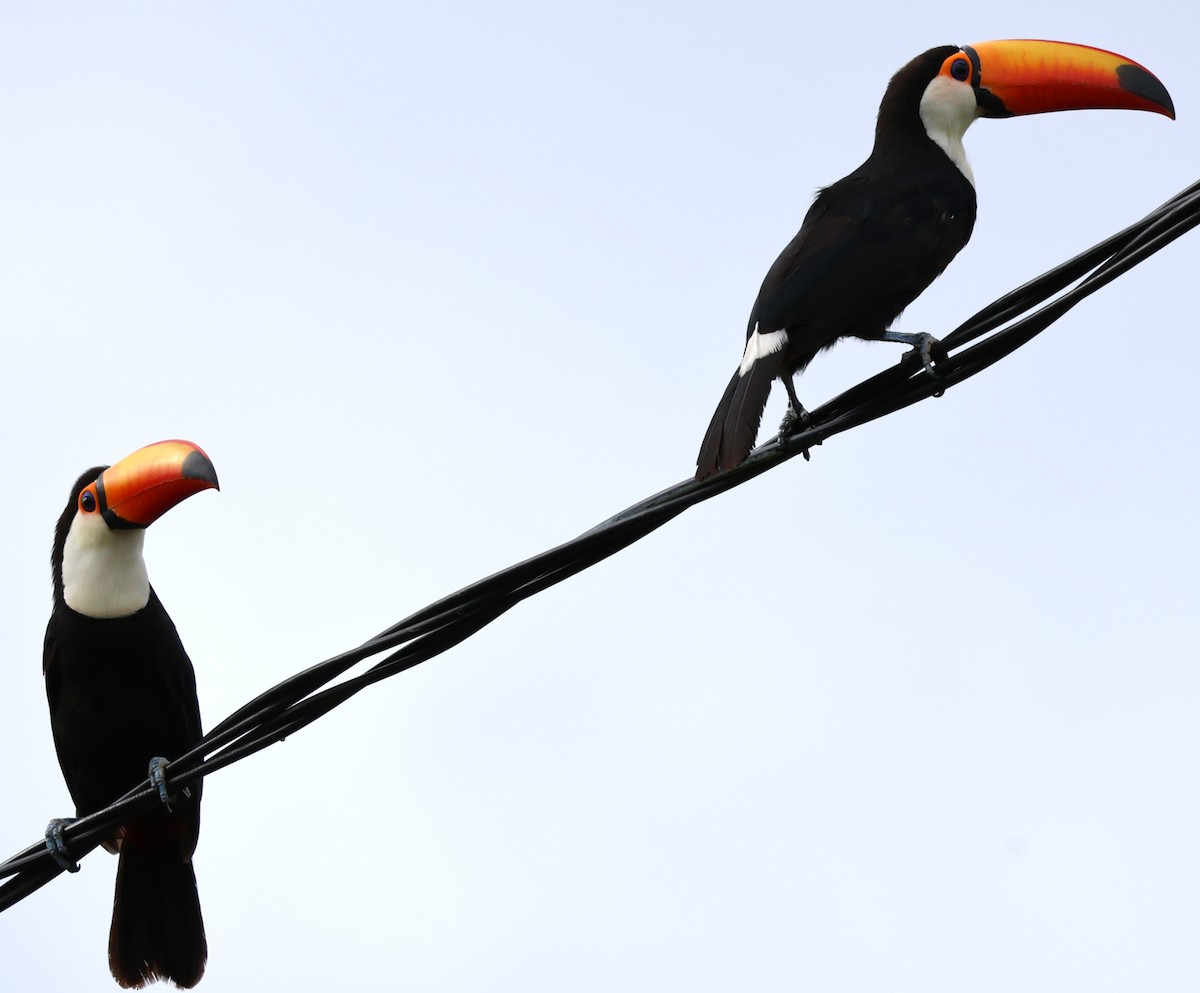 オニオオハシ - ML646201454