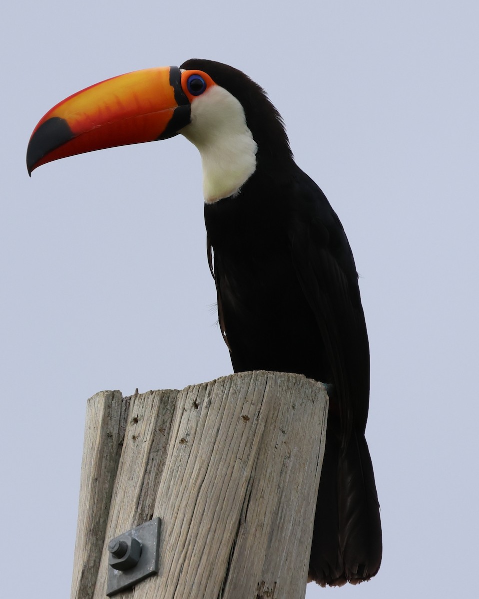 オニオオハシ - ML646201455