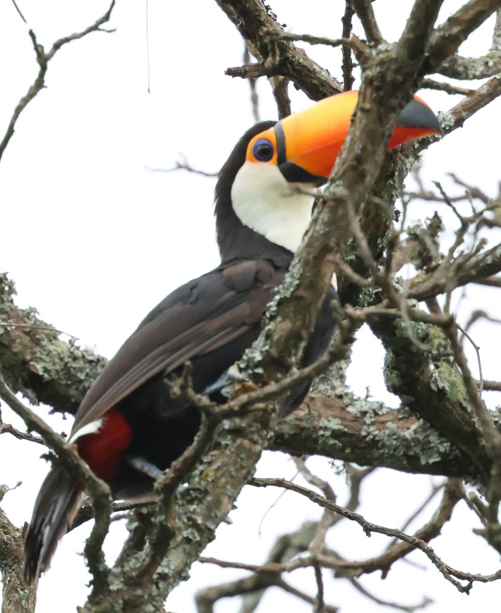 オニオオハシ - ML646201456