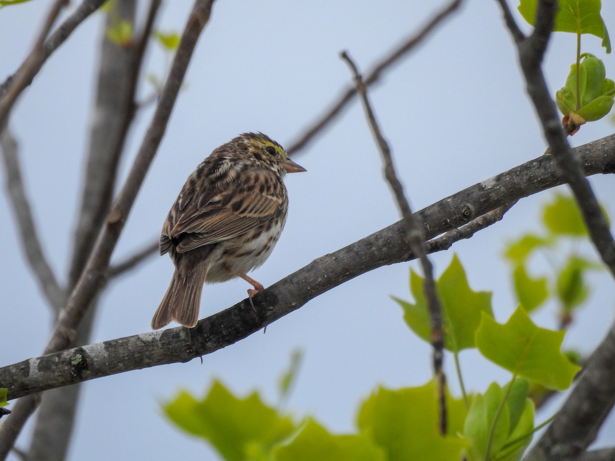 strnadec luční - ML646201458