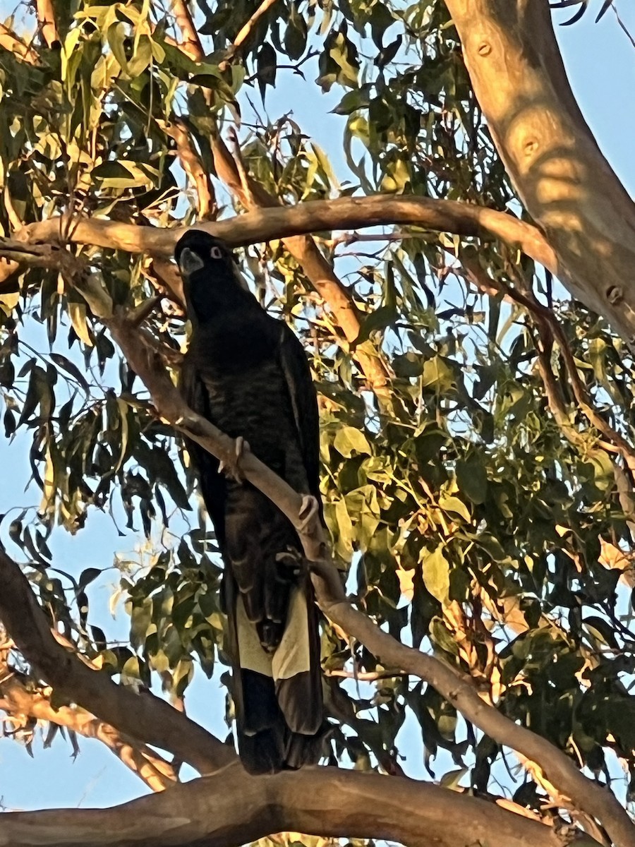 Yellow-tailed Black-Cockatoo - ML646201464