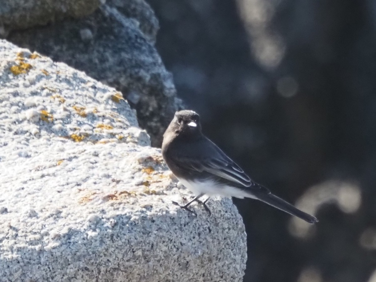 Black Phoebe - ML646201465