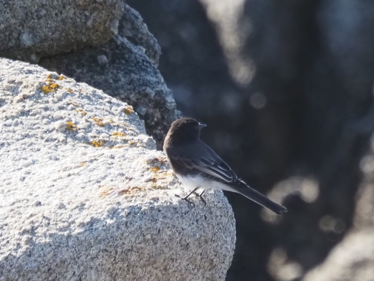 Black Phoebe - ML646201466