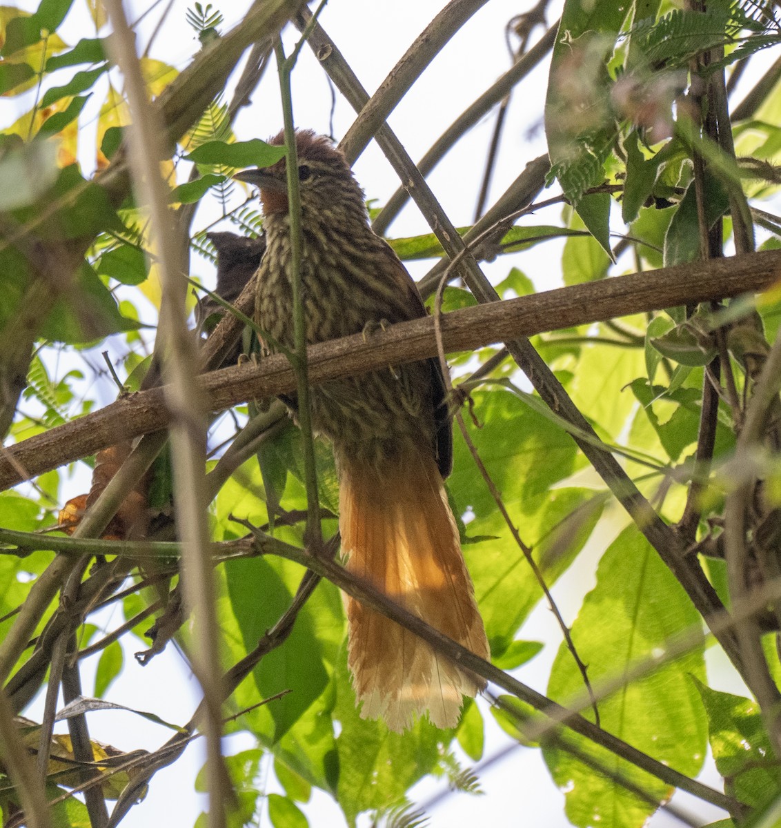 Striated Softtail - ML646201476