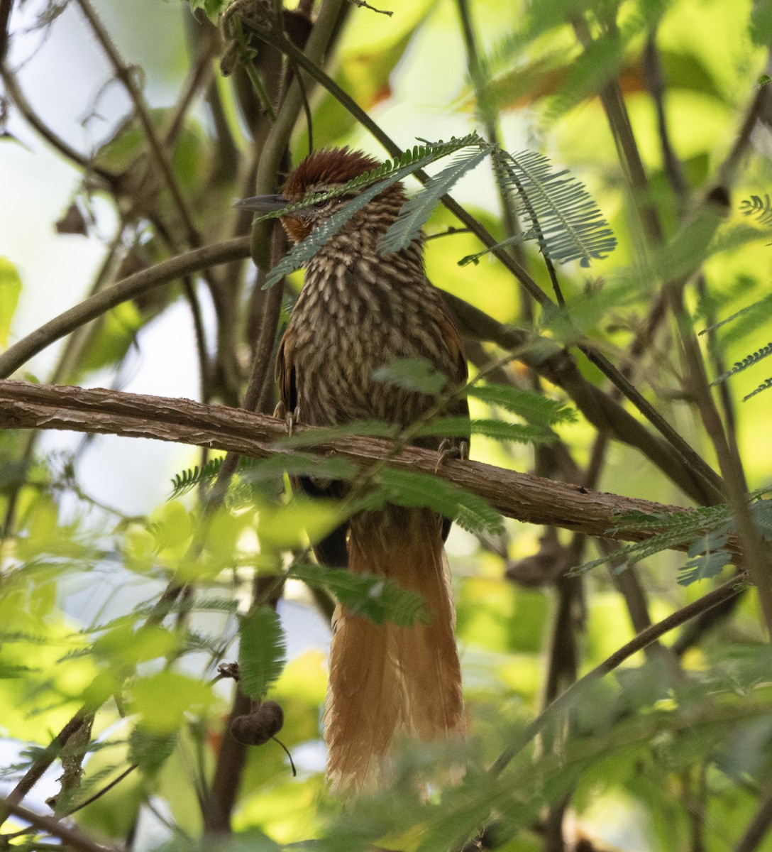 Striated Softtail - ML646201477