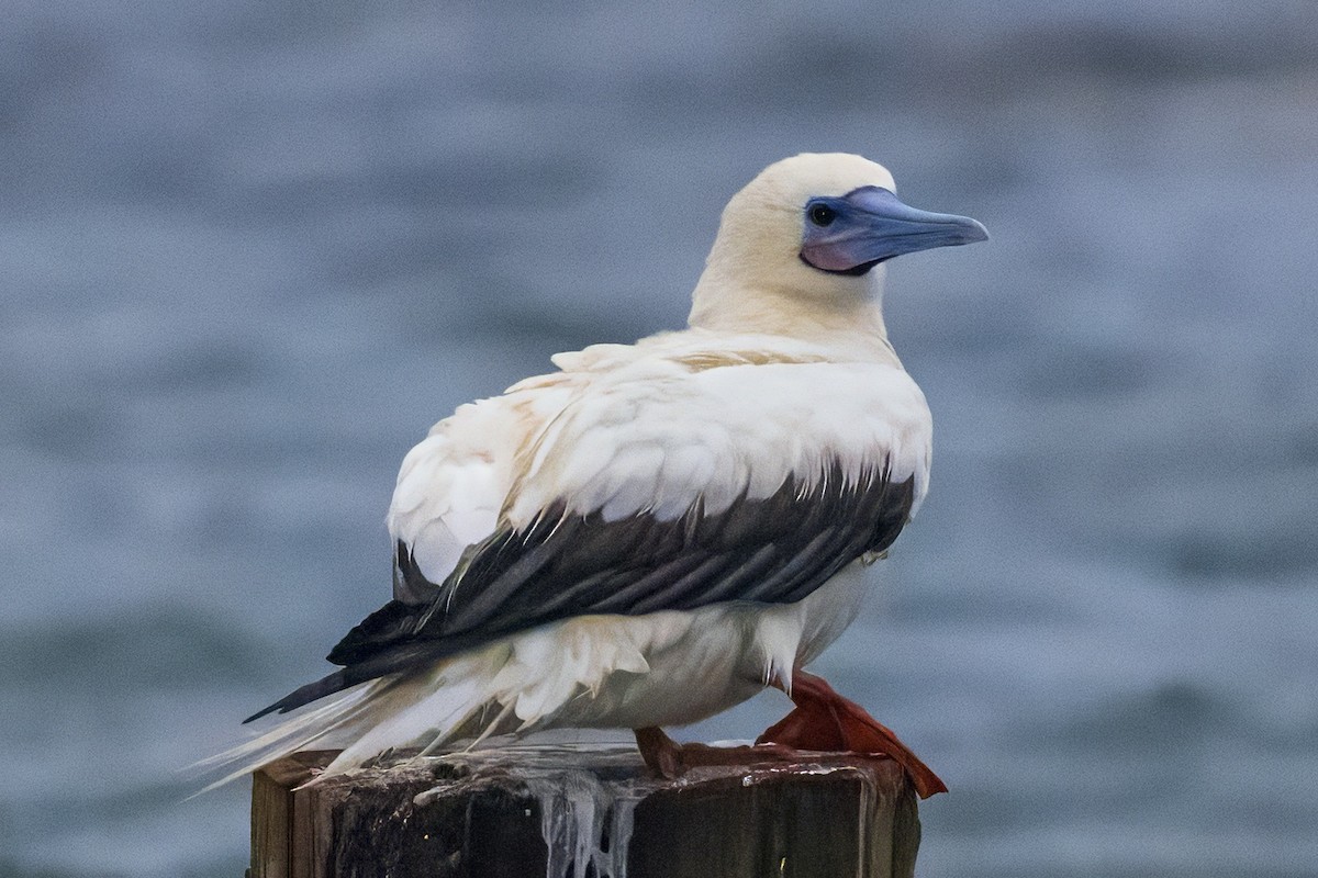 Сула червононога - ML646201482