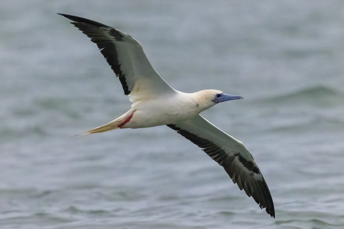 Сула червононога - ML646201483