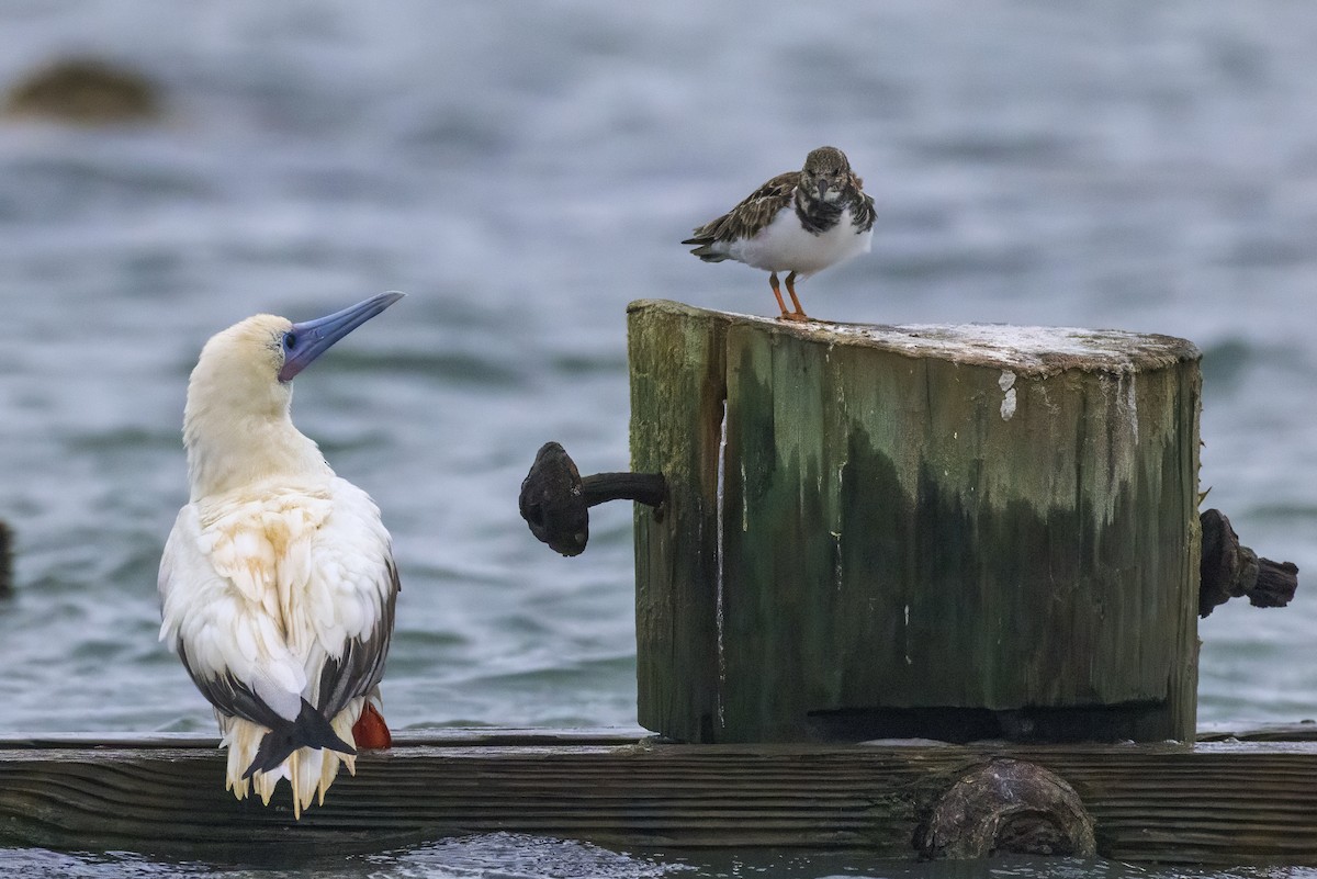 Сула червононога - ML646201484