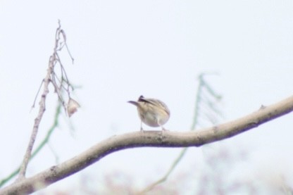 Grasshopper Sparrow - ML646201487