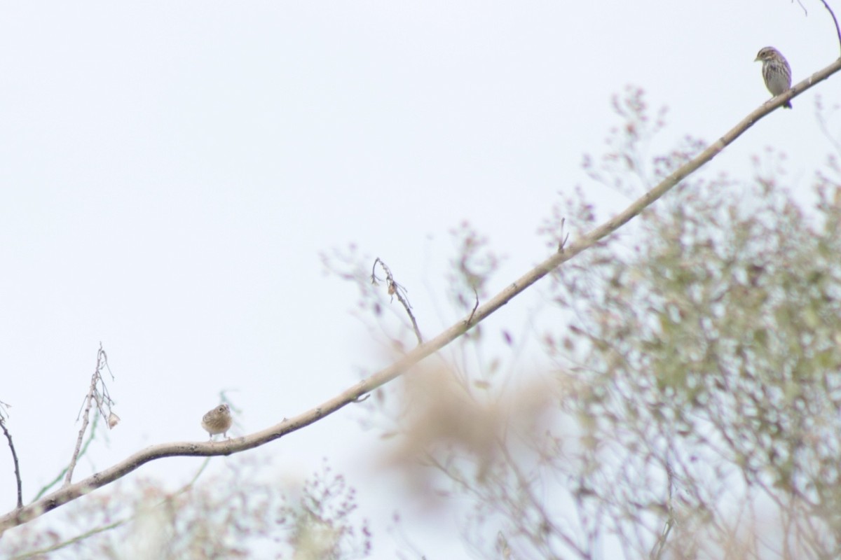Grasshopper Sparrow - ML646201488