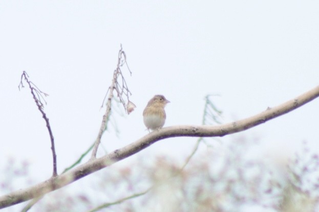 Grasshopper Sparrow - ML646201489