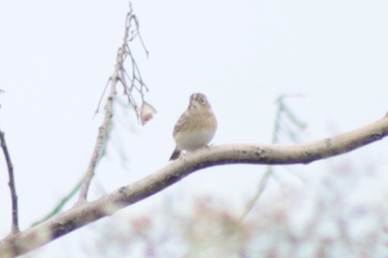 Grasshopper Sparrow - ML646201490