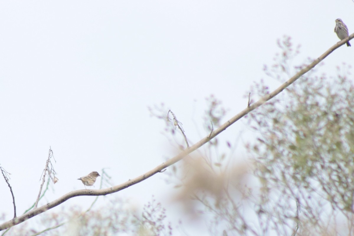Grasshopper Sparrow - ML646201491