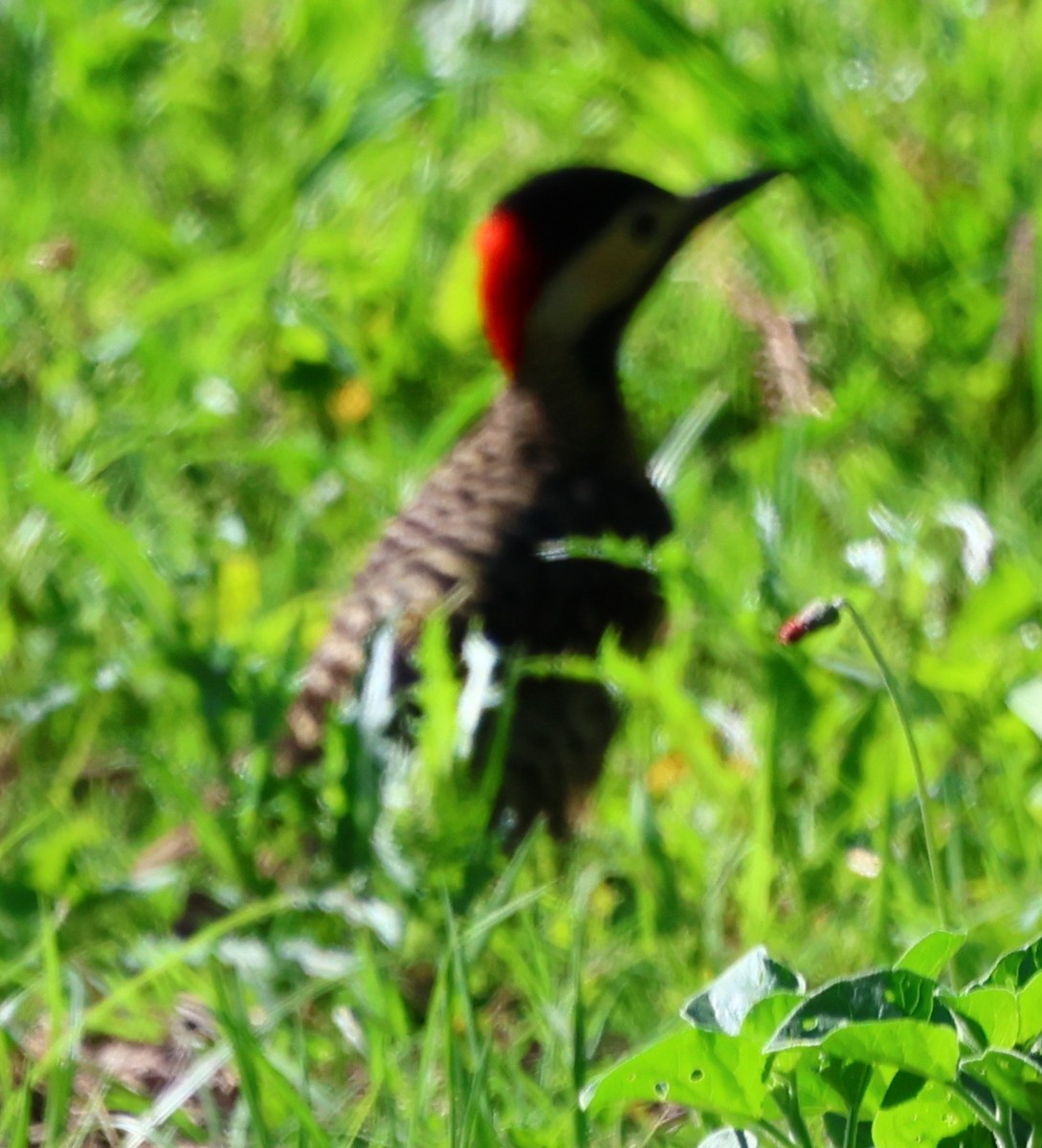 Grünbindenspecht - ML646201492