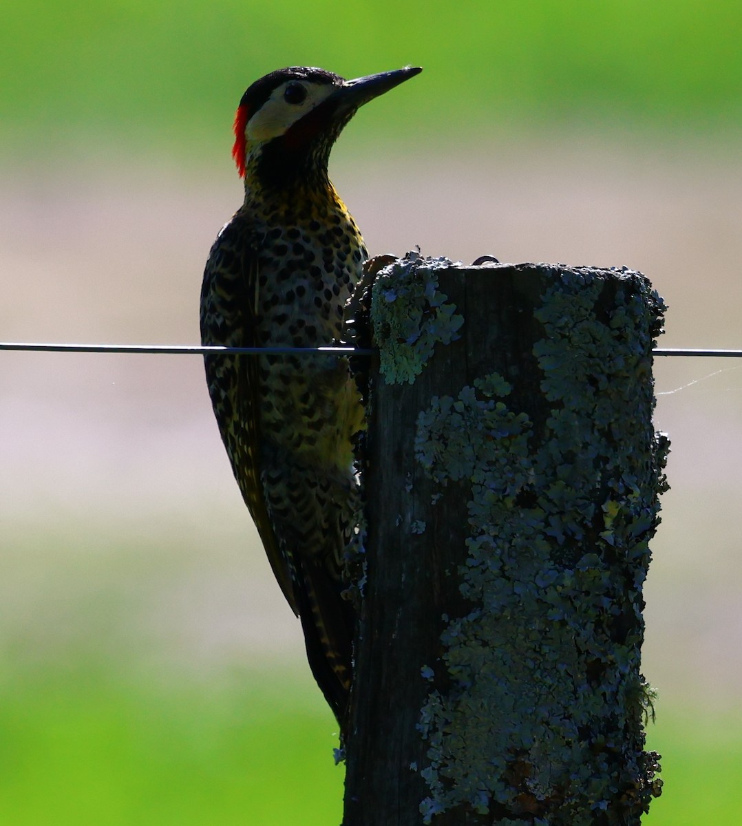 Grünbindenspecht - ML646201493