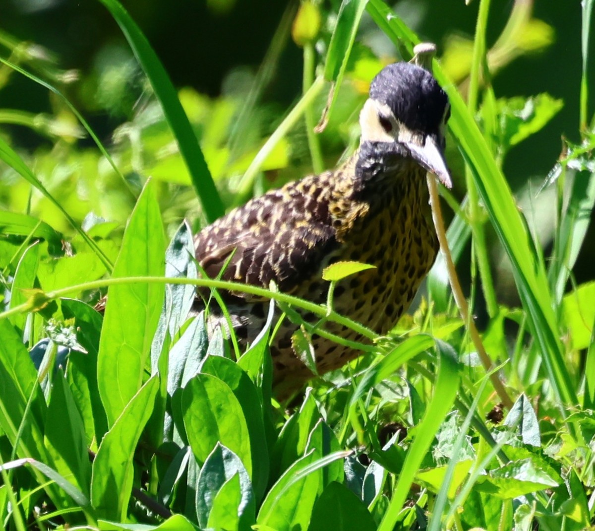 Grünbindenspecht - ML646201494