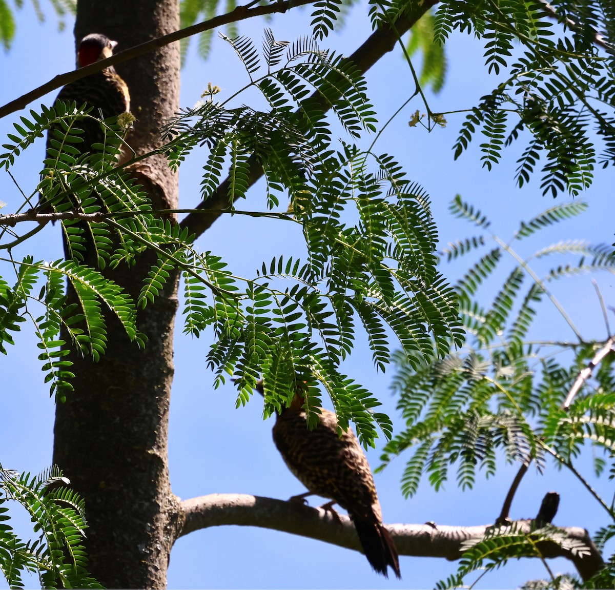 Grünbindenspecht - ML646201495