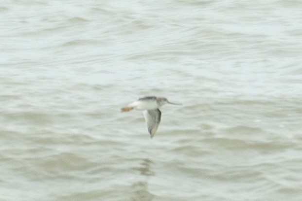 Terek Sandpiper - ML646201498