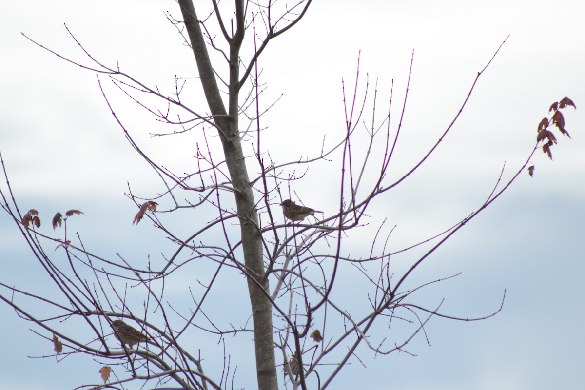 Chingolo Coliblanco - ML646201511