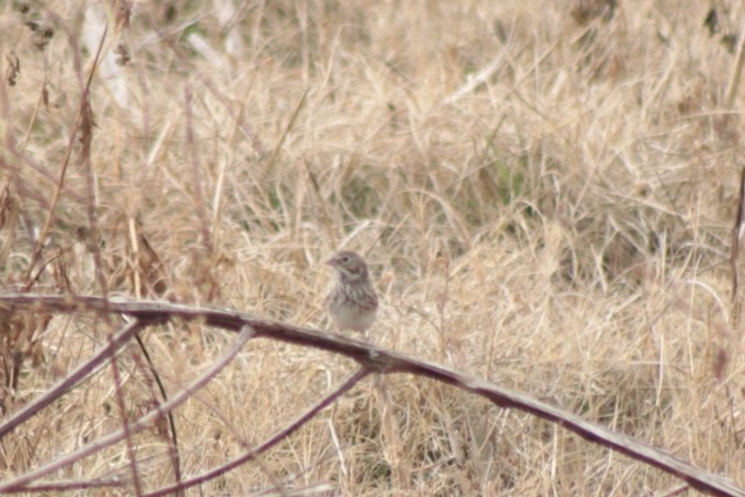 Chingolo Coliblanco - ML646201512