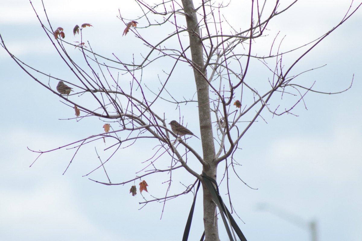 Chingolo Coliblanco - ML646201513