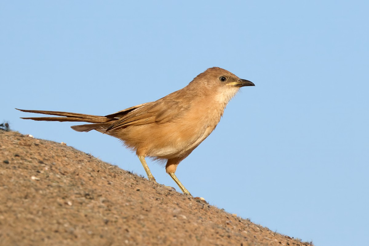 Fulvous Chatterer - ML646201516