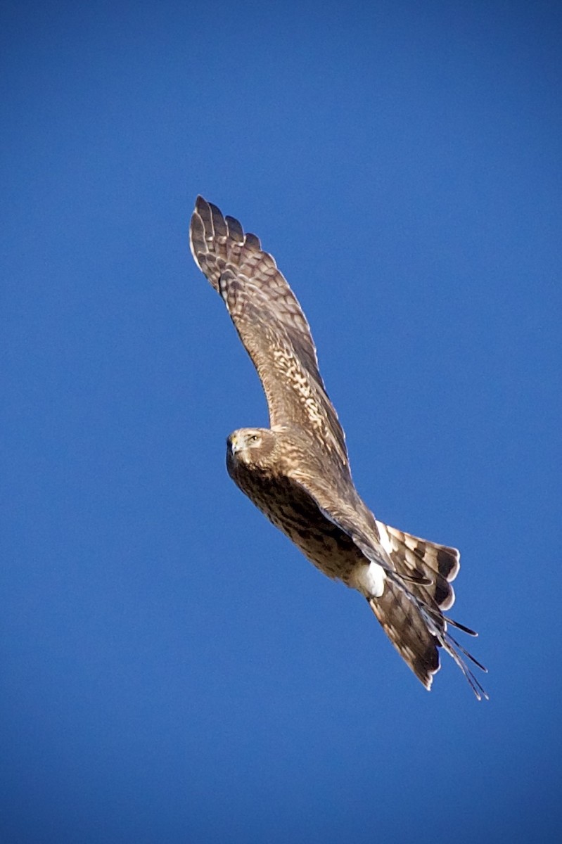 Northern Harrier - ML646201517
