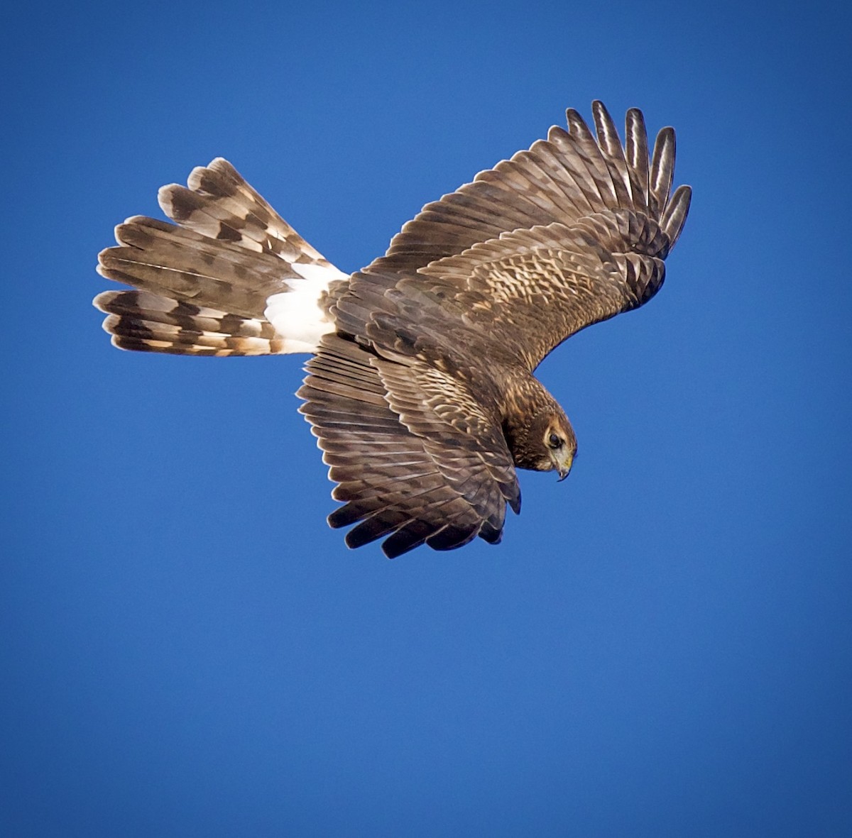 Northern Harrier - ML646201518