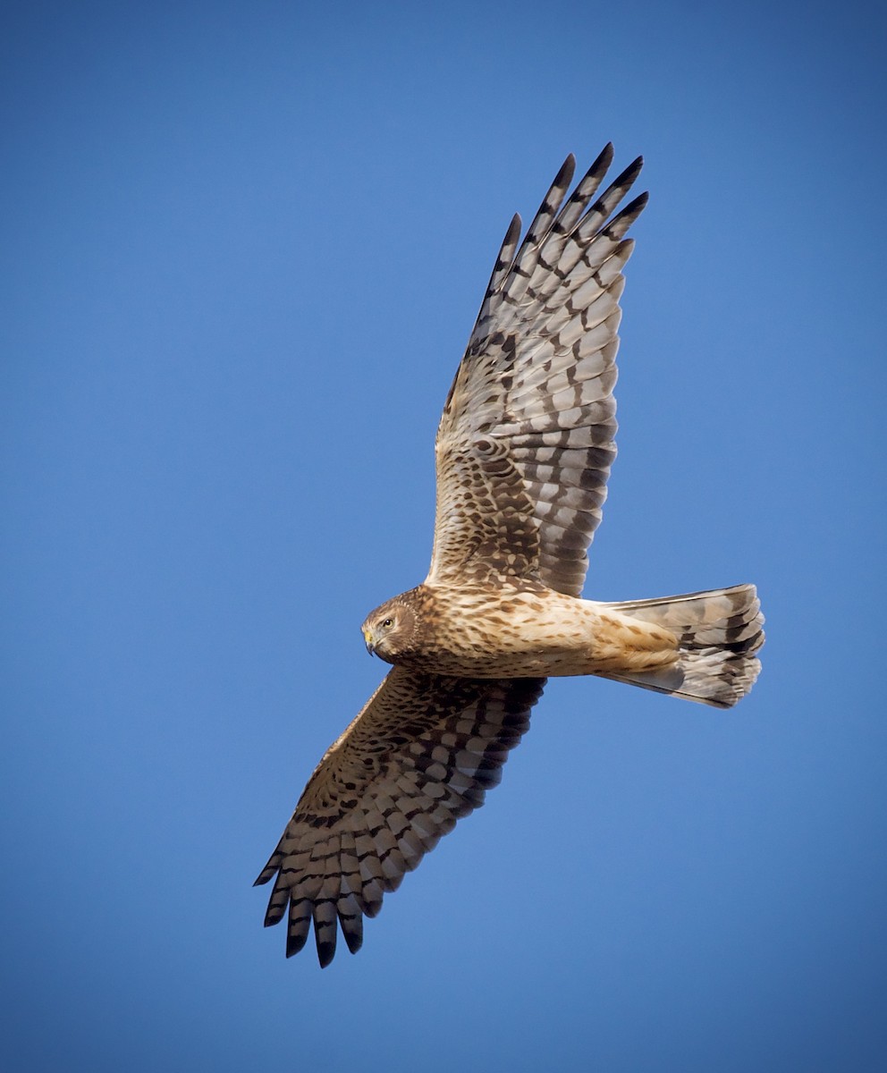 Northern Harrier - ML646201519
