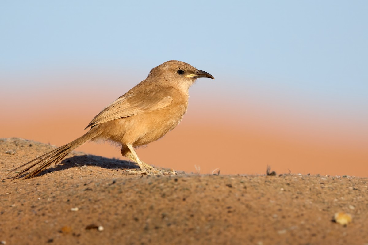 Fulvous Chatterer - ML646201520