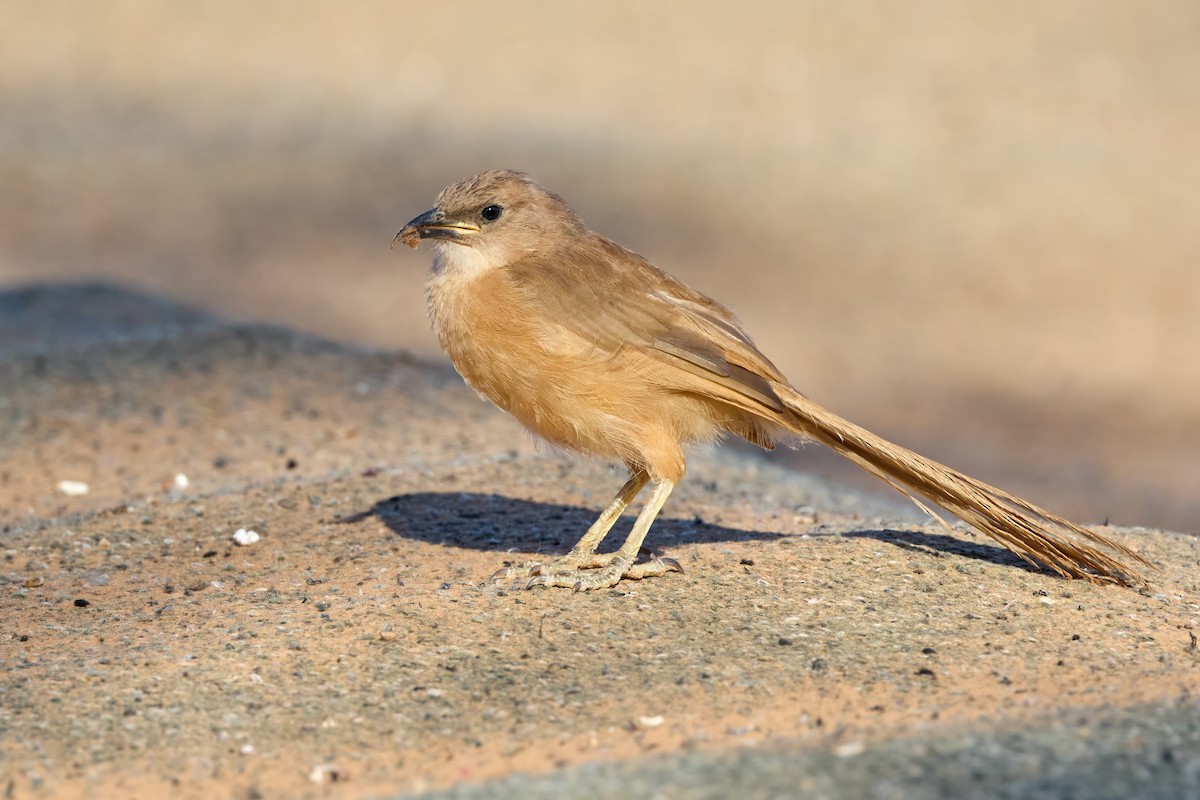 Fulvous Chatterer - ML646201521