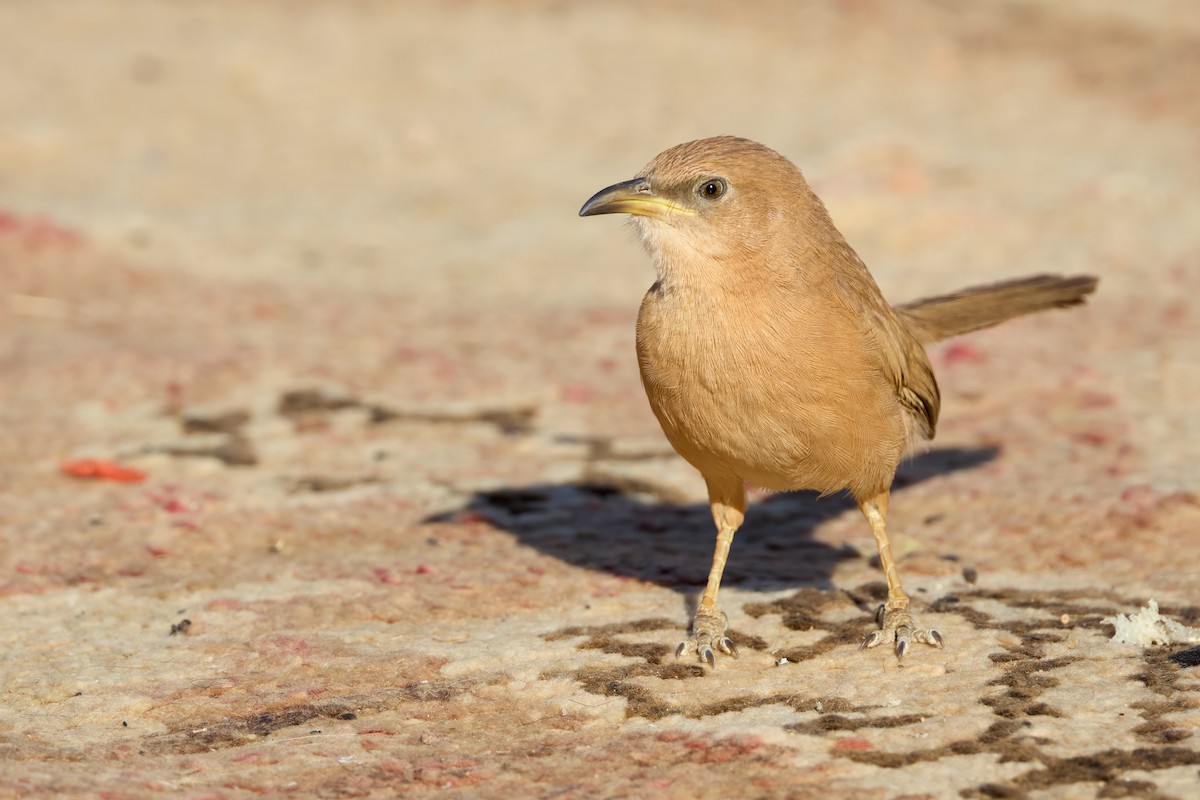 Fulvous Chatterer - ML646201522