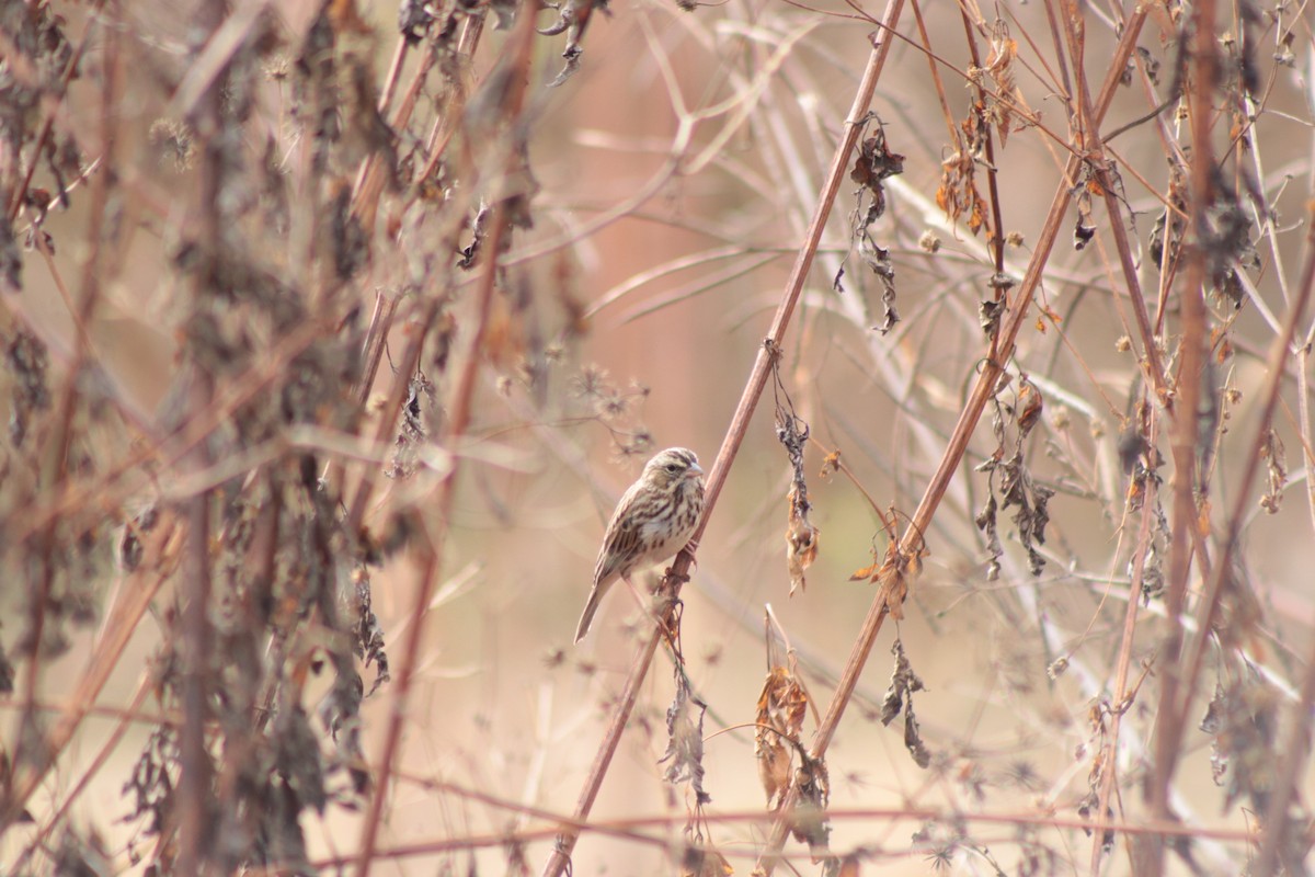 Savannah Sparrow - ML646201524