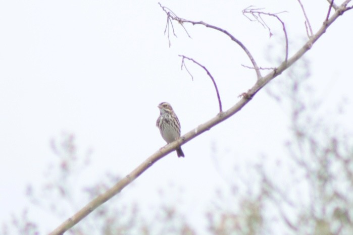 Savannah Sparrow - ML646201525